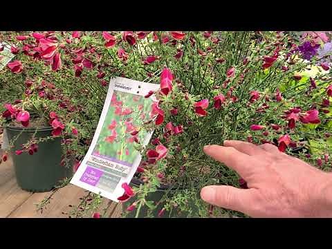 Cytisus Windlesham Ruby (Hybrid Broom) //🌟Beautiful, Easy to Grow, Very COLORFUL Shrub