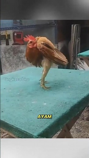 The Smallest Chicken in the World, The Graceful Little Serama! #animalfacts #seramachicken #viral...
