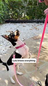 2.1K views · 427 reactions | Get an Embark Dog DNA Test – trusted by millions of dog owners and reviewed as the best dog DNA test by Wirecutter, The New York Times  Click to save now! 溺 Embark tests for over 350 breeds, types, and varieties  Screen for 250+ genetic health risks  Meet your pup’s relatives in our database | Embark Vet | Facebook