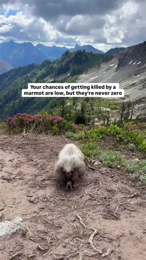 Happy Groundhog Day! Did you know that all groundhogs are marmots, but not all marmots are groundhogs? They’re both part of the Sciuridae family, which is a fancy way of saying they’re enormous squirrels. But groundhogs prefer lowland fields and forests, while marmots love high altitudes and lounging on rocky slopes or alpine meadows. Marmots are larger and louder, warning hikers with a loud, piercing whistle. Groundhogs, by contrast, are quieter and more reserved, focusing on digging burrows an