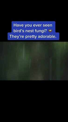 Learn more in our NEW video about why those little “eggs” launch into the air 🪺 #science #birdsnestfungus #fungi #mushroom #deeplook