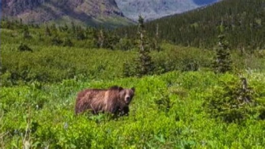 Grizzly Bear Follows Hiker at Montana's Glacier National Park