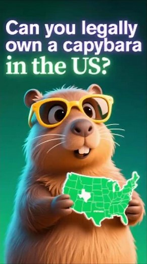 Where Can You Legally Own a Capybara in the U.S.? 🐾 | 2025 Update!