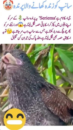Seriema – The Snake-Eating Bird#Seriema #SnakeEatingBird #WildlifeFacts #AmazingNature #BirdLife