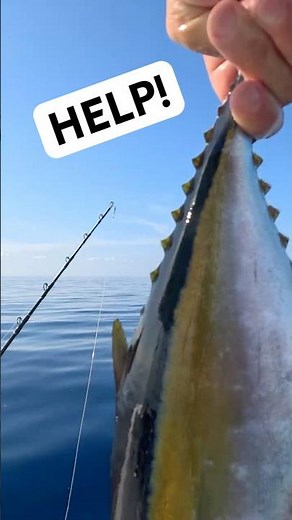 Tuna ID Help! #fishing #bahamas #tunafishing