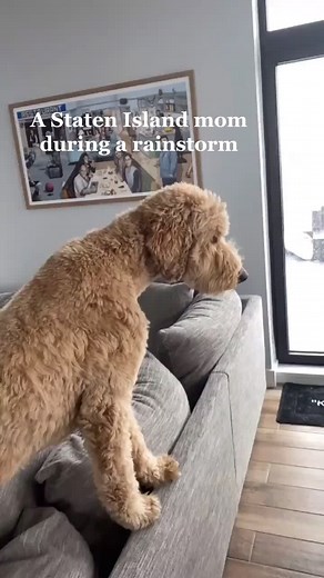 Frozen Dog and Rainy Moms