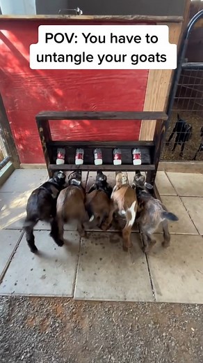 34K views · 770 reactions | Baby goats in training #reels #babygoat #bottlefeeding #socute #farmlife #animals | Goat Daddy's Farm | Facebook