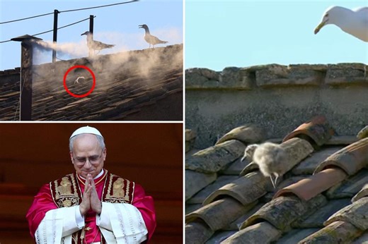 Baby seagull lands on Sistine Chapel roof seconds before white smoke announces new pope: ‘Certainly an omen’