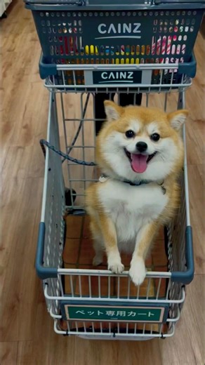 ハルわんこカートに乗る#ポメ柴 #柴犬 #ポメラニアン #shorts #犬のいる暮らし