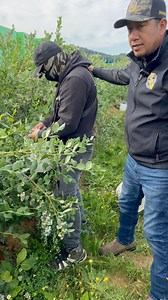 149K views · 2K reactions | Damos inicio ala tercera variedad 𢡄𢡄draper #harvest | David Santiago | Facebook