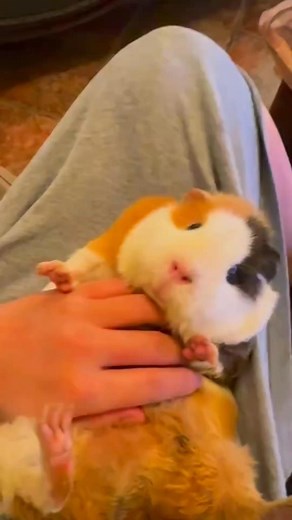 31K views · 1.6K reactions | My cute guinea pig waits for me to pet her every day.殺#guineapigs #cute #pet #funny #fyp | Little furrysqueak | Facebook