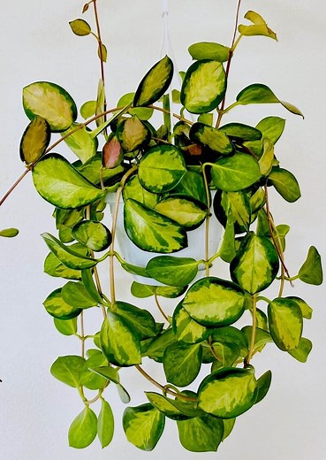 Hoya Australis Lisa [Growing, Propagation & Care Guide]