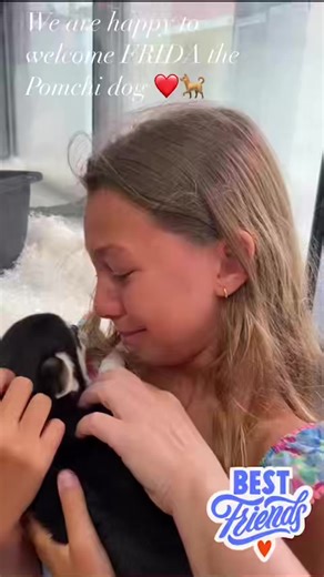Pomchi Dog 🐕 | Aleksandra Kurzak