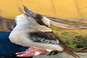 witziges Video 'Lustiger Vogel' - tausende Videos auf FUNPOT