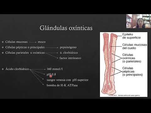 FISIOLOGÍA GASTROINTESTINAL CAPITULO 65