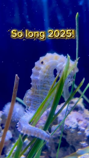 2025 was quite a year at the Key West Aquarium! Come see us in 2026! Happy New Year 🎆🥳 . . . #Keywestaquarium #happynewyear #2025recap | Key West Aquarium