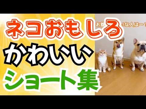 [Warning: Laugh Too Much] A compilation of funny short cat videos | A collection of cute cat reac...