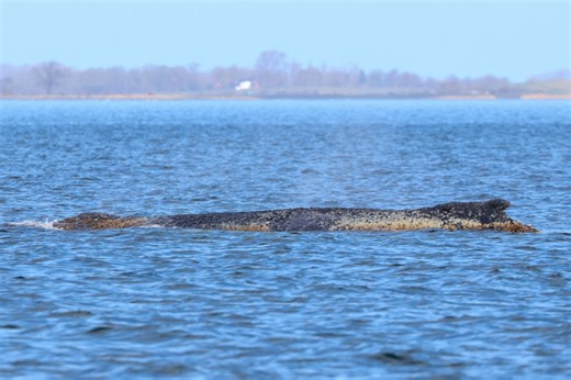 Following rescue efforts: Hopes rise as stranded humpback whale 'Timmy' frees itself in Wismar Bay, Germany