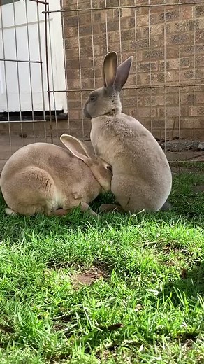I wondered what they were doing, they wondered what I was doing!! #dontbesuspicious #rexrabbit #bunny #rabbit #funnybunny #fyp