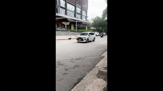 Clever canine: Smart dog uses crosswalk like a pro in Vietnam!