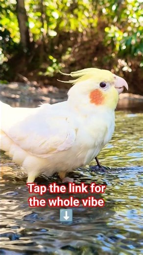 Red-cheeked cockatiels playing in the water. #cockatiel #birds #cockatiellife #parrot #naturesounds