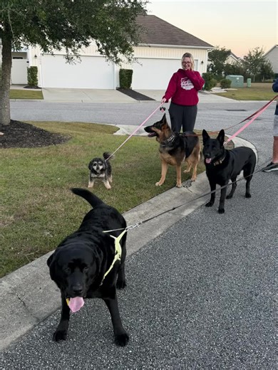 Celebrating Black Labs on TikTok