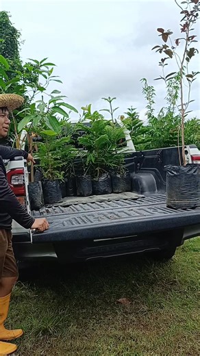 🌱Fresh from our Farm, Pick-up by Client 🌱 🍃 2 Variegated African Talisay 🥭 2 Sweet Catimon Mango 🍫 2 Chico Ponderosa 🍐 5 Seedless Atis 🍒 1 Big Lychee 🌵 4 Dragon Fruit 🌲 4 Pine Tree 🍈 1 Red Malaysian Guava Jumbo 🍏 3-in-1 Guava (🍈 Red Malaysian, 🌸 Taiwan Pink, 🍏 Guava Apple) 🌿 2 Agarwood 🍊2 Abiu 🌸 “To plant a tree is to believe in tomorrow, to grow a garden is to nurture life today.” 🌸 🙏 Thank you for trusting Mathea's Garden 💚 #AfricanTalisay #VariegatedTalisay #CatimonMango #