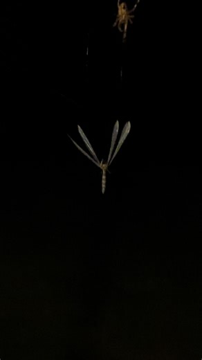 Spider having a snack