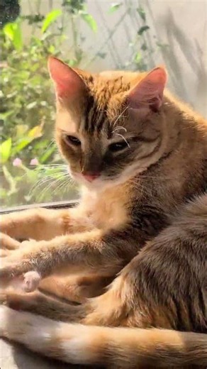 Orange Cat Bob's Guide to the Summer Solstice 🐈✨🌞