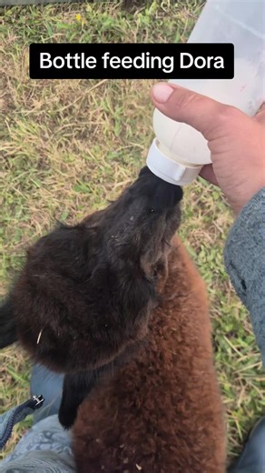 Dora is having some goats milk to help her put a bit more weight on. Goat milk is often used as a supplemental feed for baby alpacas (crias) when their mothers are unable to provide sufficient milk or when the cria is orphaned or too weak to nurse. It is a readily available alternative that is nutritionally closer to alpaca milk than cow's milk. #feedingbabyanimals #bottlefeeding #farmlife