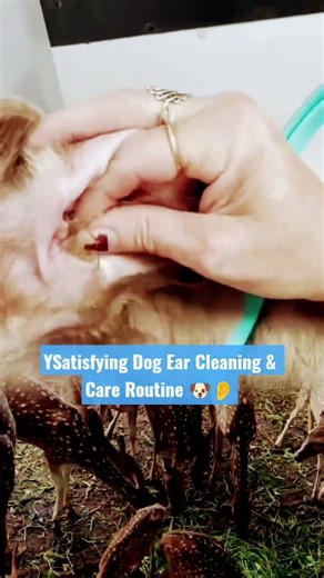 Satisfying Dog Ear Cleaning & Care Routine 🐶👂 #shorts