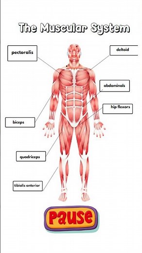 Muscular system test yourself