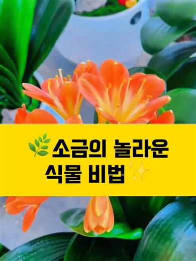 소금 비법으로 꽃을 만발하게 만드는 법