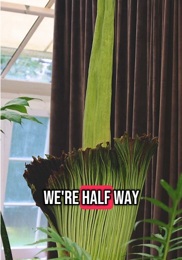 Putricia's Bloom Update from Sydney Botanic Gardens