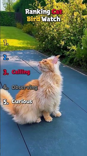 Ranking Cat Bird Watch 😂 || #cats #catshorts #funnycatsvideos