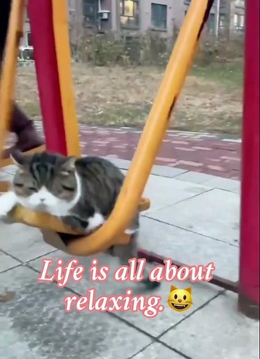 Top 5 Cutest Kittens in the World 🐱 #cutestcatscompilation #adorableanimals #animalranking