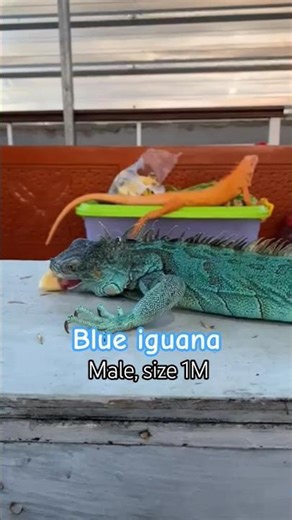 blue iguana eating banana. #iguana #animalshorts #reptiles #animals