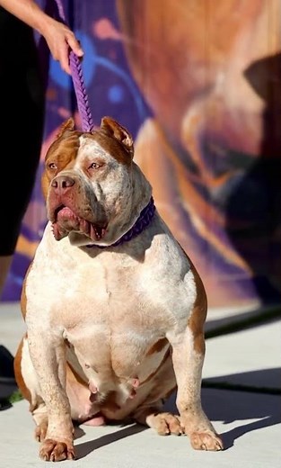 Presenting "Miss Bliss" our 135 pound XL American Bully Goodbar Daughter