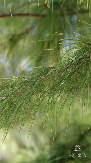 Explore Your Journey on a Stunning Island Getaway