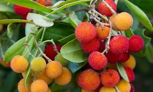 Arbutus: Best Species & Tips For Planting Strawberry Tree