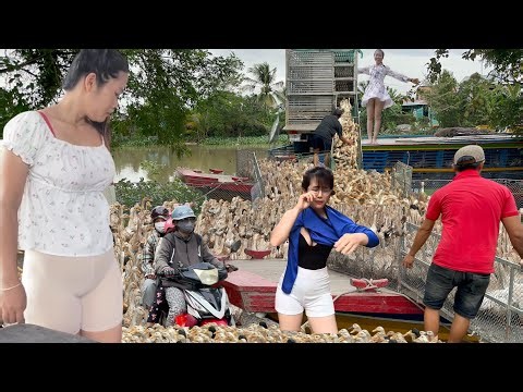 Full Video: Close-Up of Super-Profitable Duck Migration Transported by Boat and Truck Only Today Now