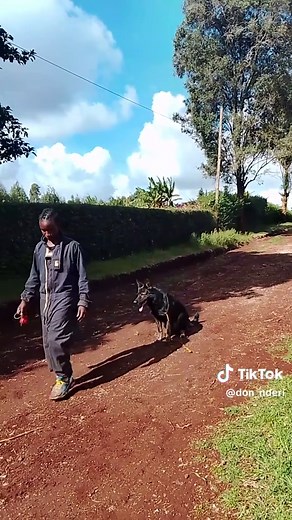 tinga of shaka kennels🔥🔥#springerspaniel #germanshepherd #protectiondog #foryoupage❤️❤️ #fyp #kenyantiktok🇰🇪