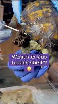 What’s in this turtle’s shell!?