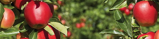 Apogee Plant Growth Regulator