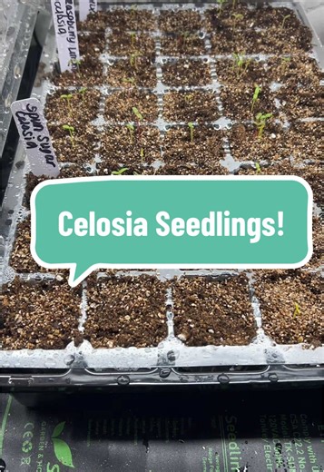 Celosia Seedling Update: Growing with Heat Mats