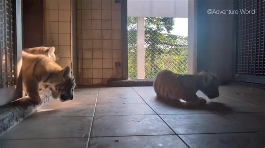 Siberian Tiger Baby Growth Record [Photo taken on September 8th, 55 days old] Three Siberian Tiger cubs were born on July 15th, 2025. Starting on September 8th, they began practicing going out to the small playground in the backyard! Here's a look at their first day of practice🐯✨ | Brittney