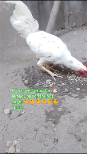 My pet rooster 🐔 bacame a father of six 🐥🐥🐥🐥 🐥🐥