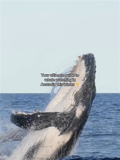 Whale Watching Along Australia’s Coast: A Seasonal Adventure