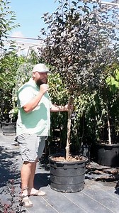 Tree OR Shrub? What's your favorite? #Ninebark | Rockwell Farms Nursery