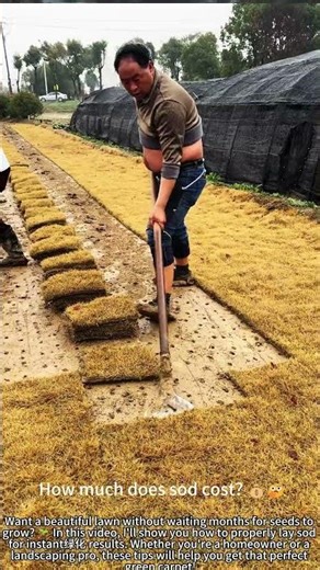 Lay Sod Like a Pro: Instant Green Lawn! 🌱💚